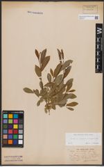 Foto von Salix caprea L. x Salix daphnoides Vill.